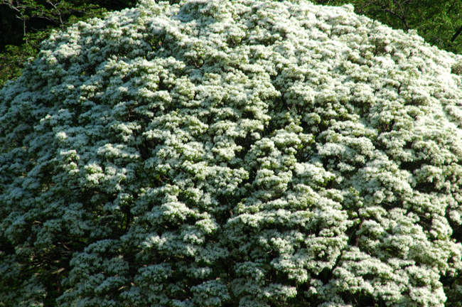 0052-2.jpg