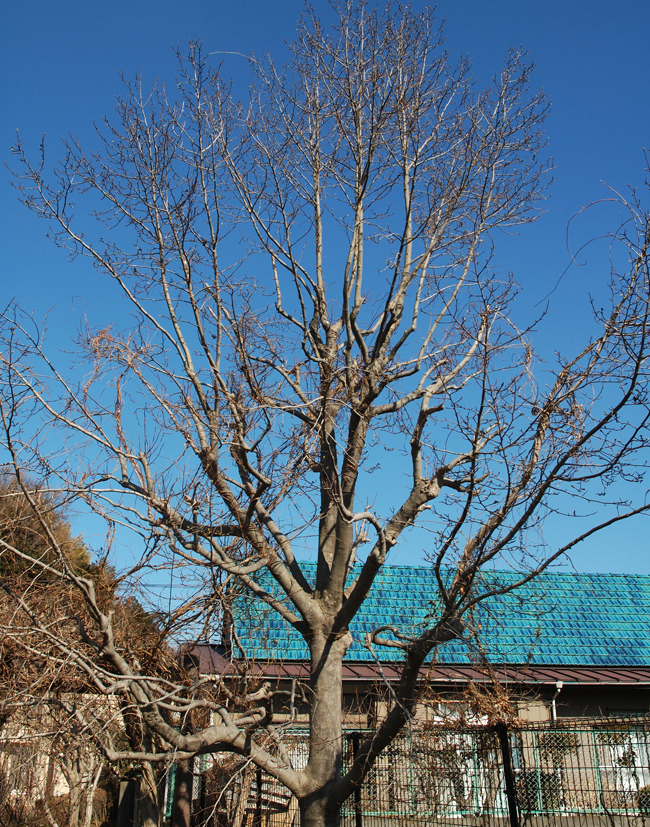 0177-2.jpg