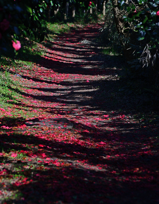 DSC_0221-2.jpg