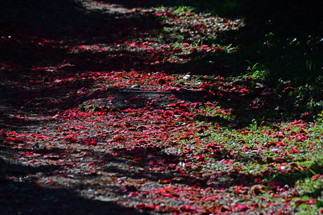 DSC_0228-2.jpg