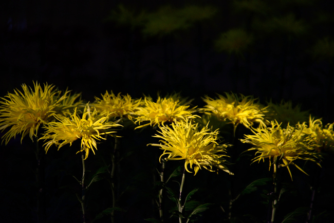 DSC_0255-2.jpg