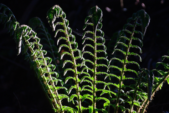DSC_0280-2.jpg