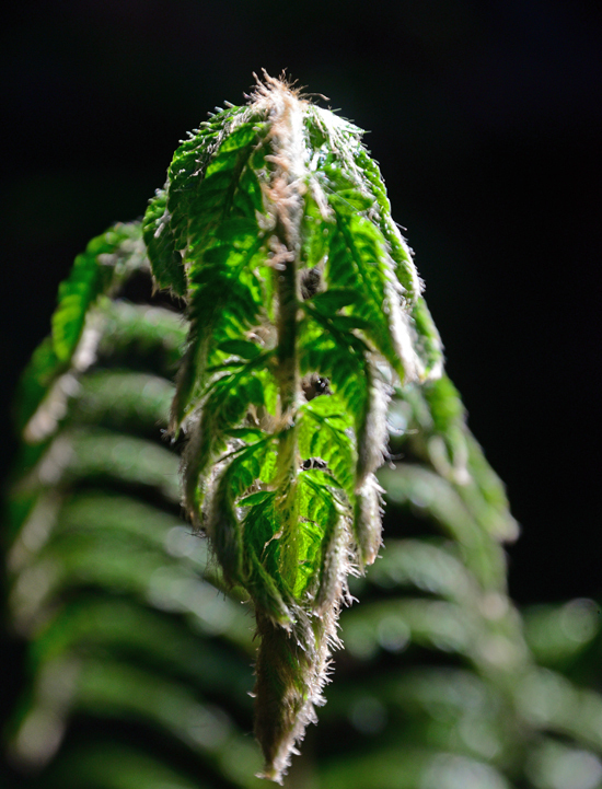 DSC_0286-2.jpg