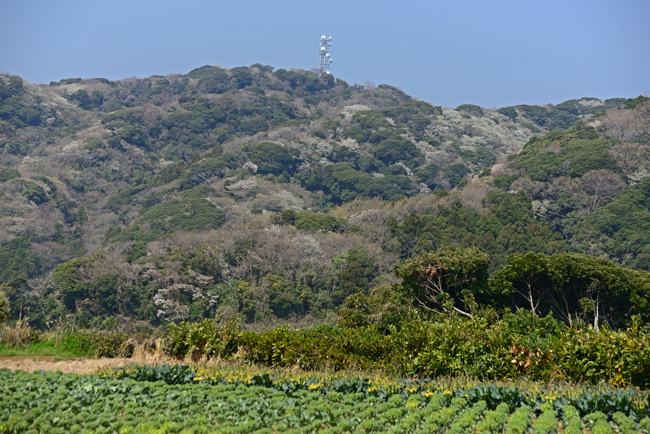 DSC_0730-2.jpg