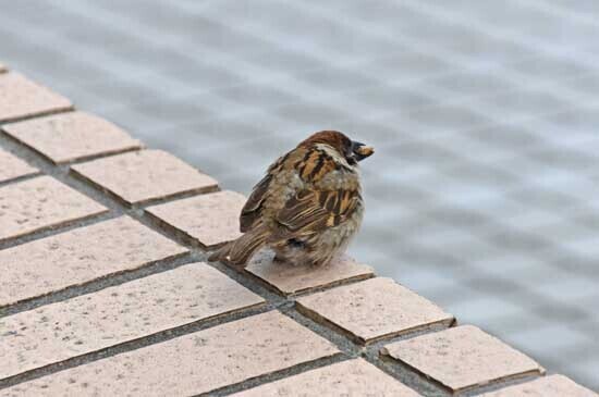 DSC_0953-2.jpg