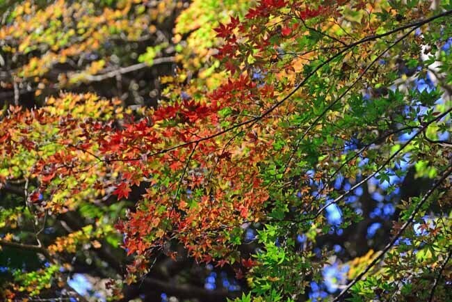 DSC_1084-3.jpg