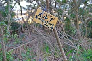 DSC_1295-2.jpg