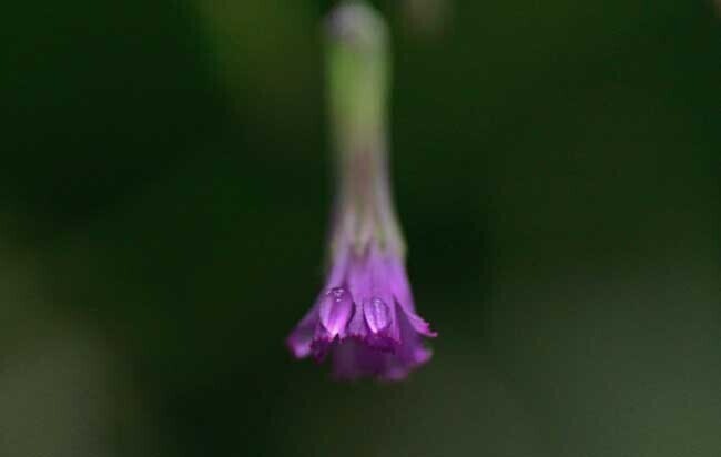 DSC_1526-2.jpg