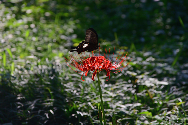 DSC_1778-2.jpg