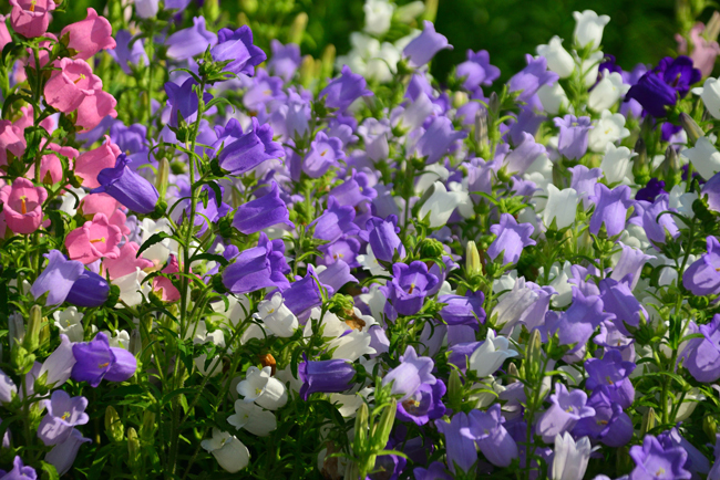 DSC_1808-2.jpg