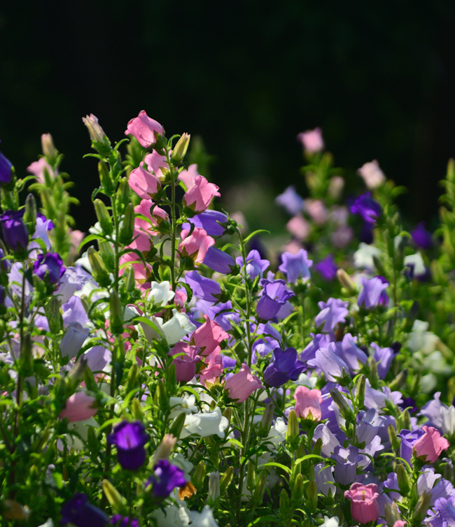 DSC_1829-2.jpg