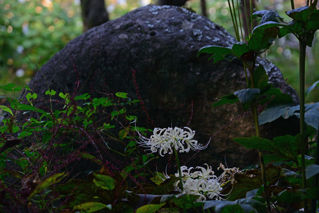DSC_1837-2.jpg
