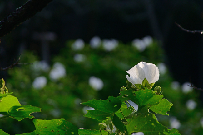 DSC_1870-2.jpg