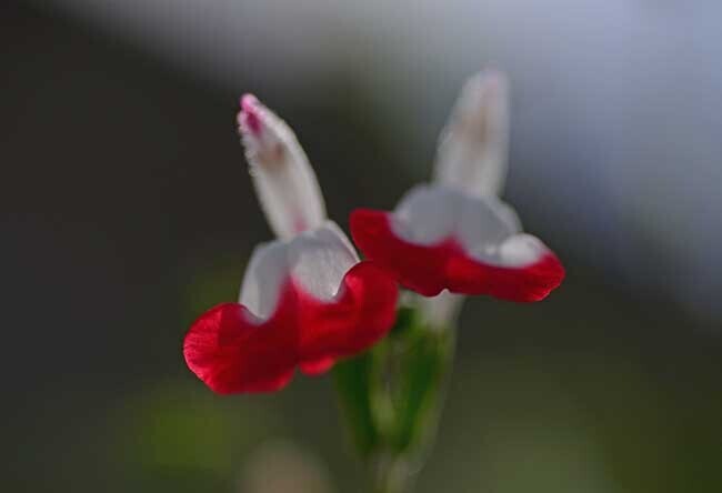 DSC_1998-2.jpg