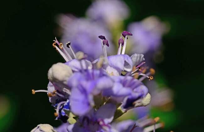 DSC_2081-2.jpg