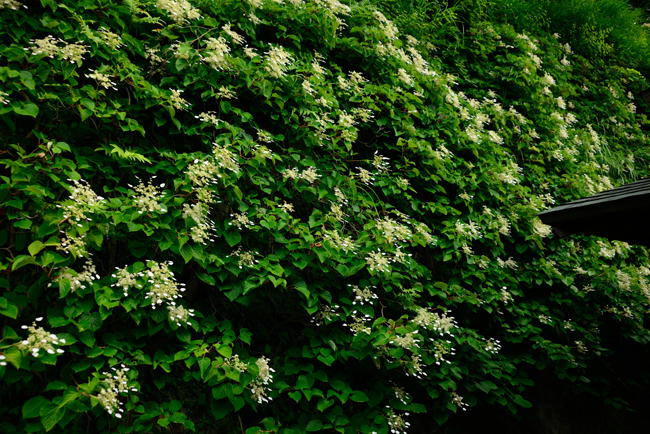 DSC_2207-2.jpg