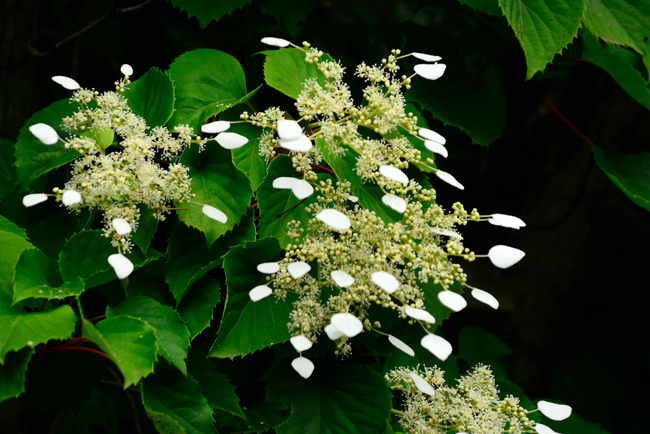 DSC_2209-2.jpg