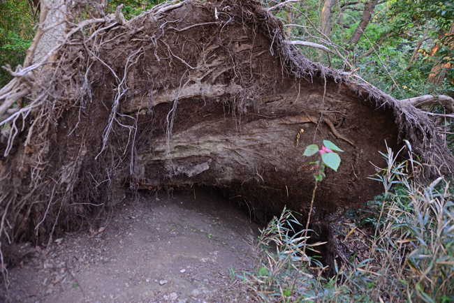 DSC_2218-2.jpg