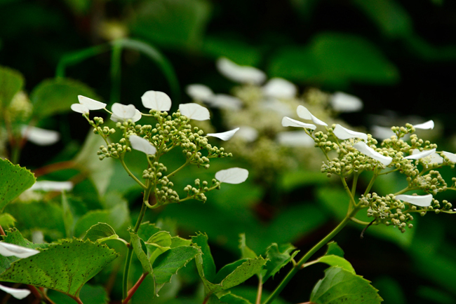 DSC_2231-2.jpg