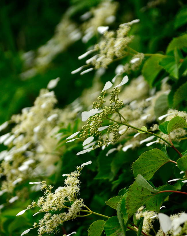 DSC_2244-2.jpg