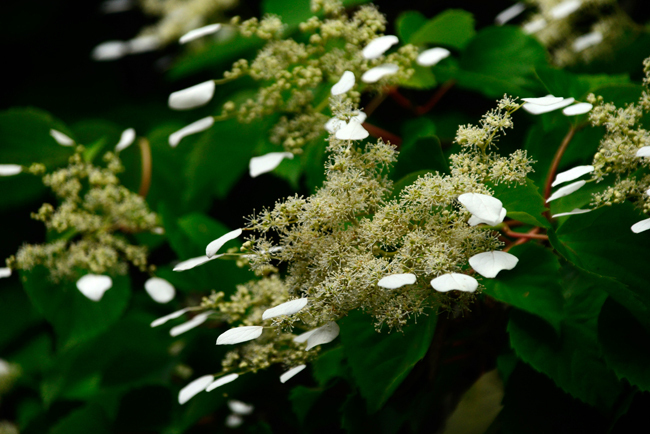 DSC_2264-2.jpg
