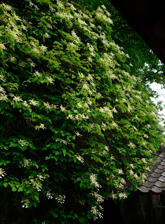 DSC_2274-2.jpg