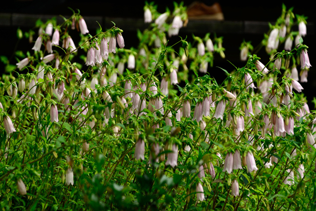 DSC_2285-2.jpg