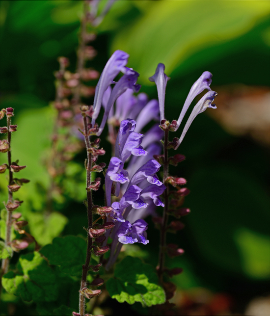 DSC_2295-2.jpg