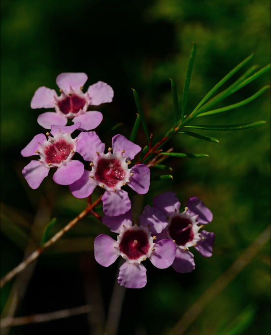 DSC_2330-2.jpg
