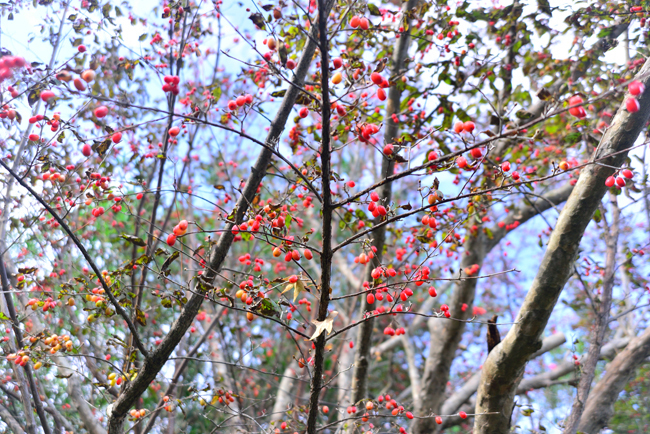 DSC_2443-2.jpg