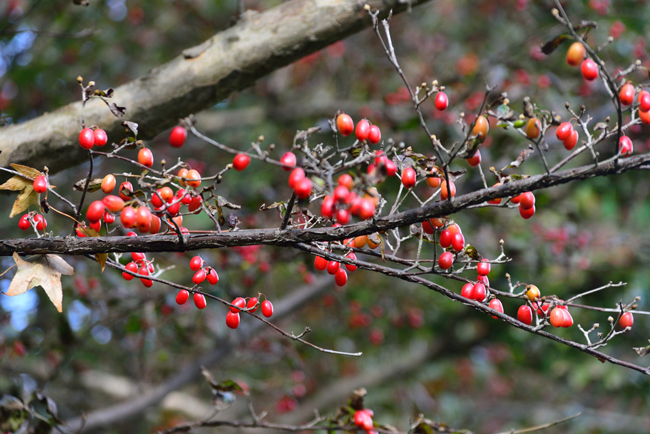 DSC_2457-2.jpg