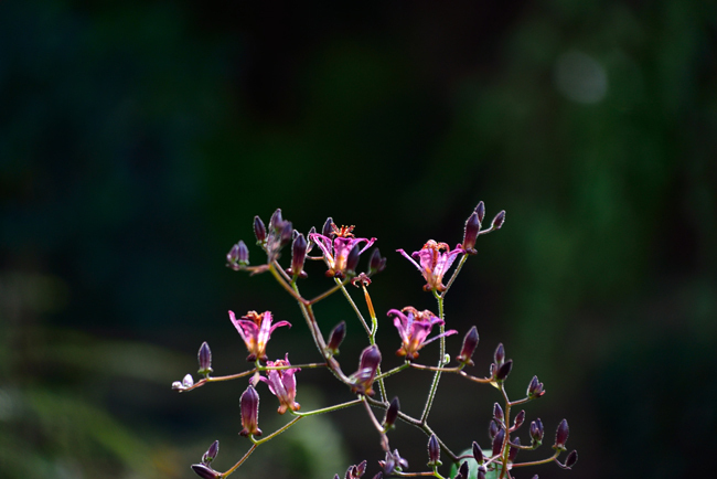 DSC_2508-2.jpg
