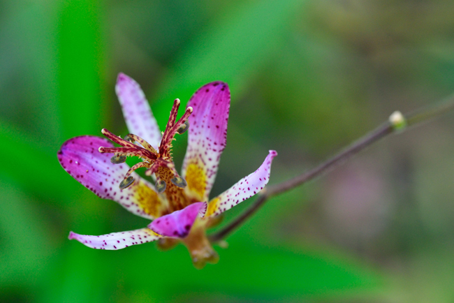 DSC_2556-2.jpg