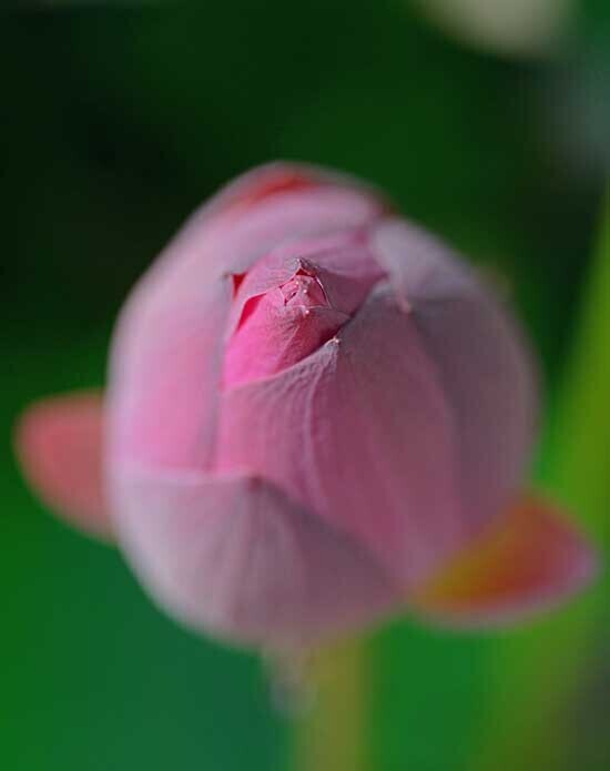 DSC_2678-2.jpg