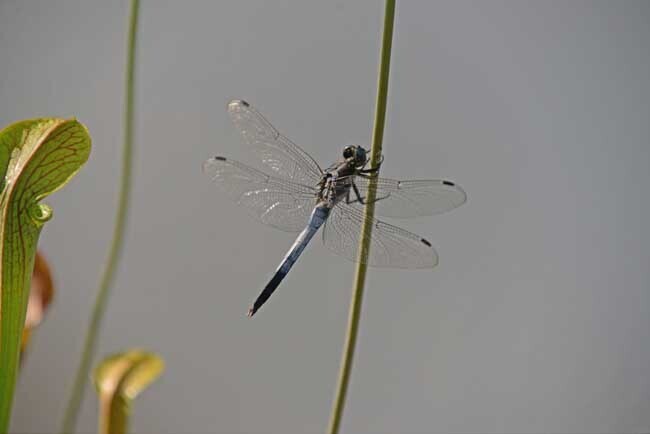 DSC_2851-2.jpg