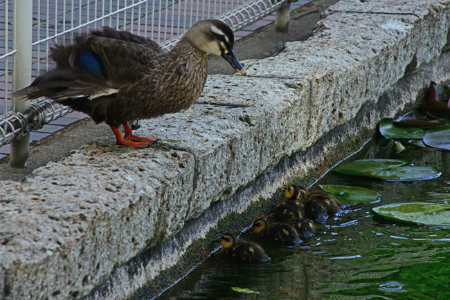 DSC_2868-2.jpg