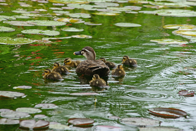 DSC_2915-2.jpg