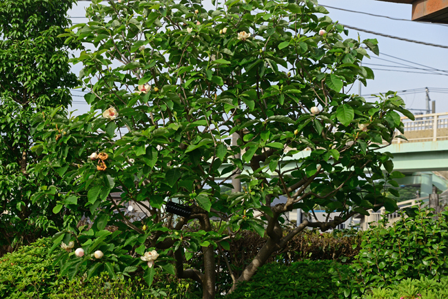 DSC_2942-2.jpg
