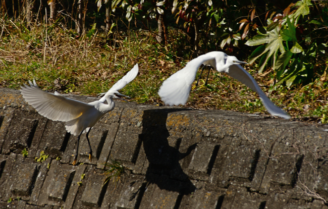 DSC_3124-2.jpg