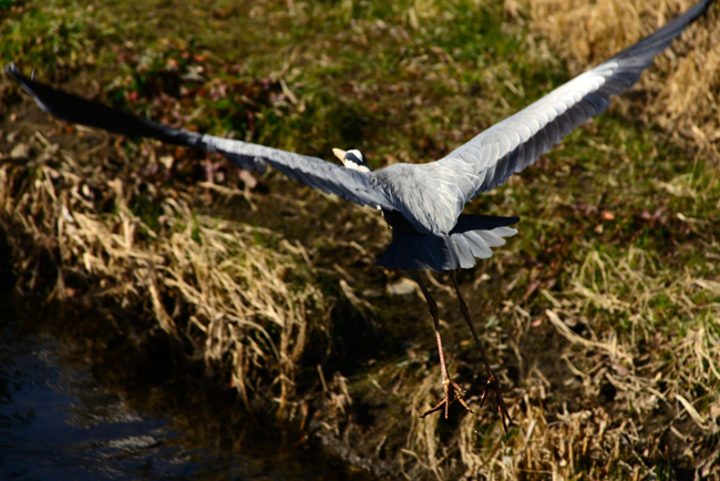 DSC_3145-2.jpg
