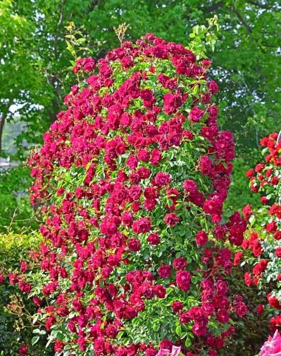 DSC_3231-2.jpg