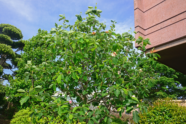 DSC_3317-2.jpg