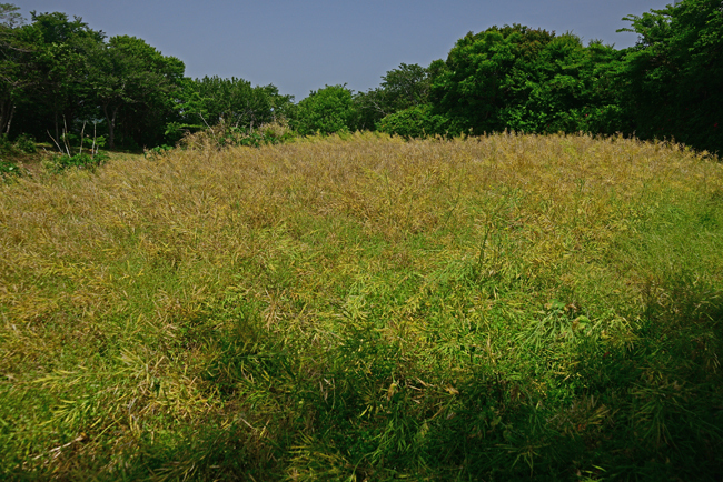 DSC_3777-2.jpg