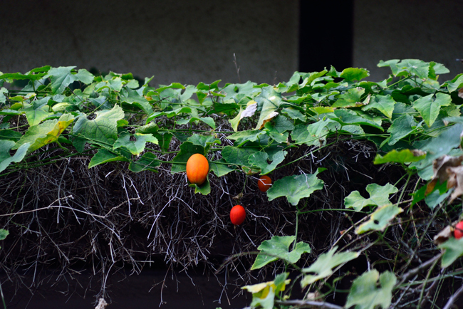 DSC_3920-2.jpg