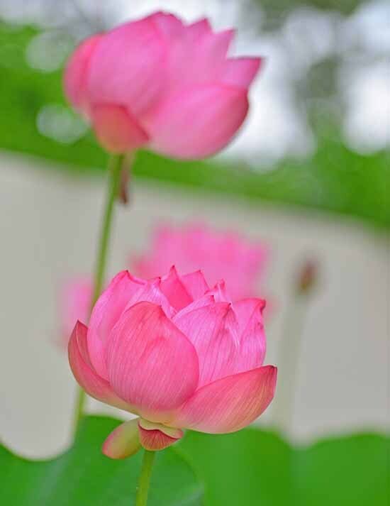 DSC_3920-2.jpg