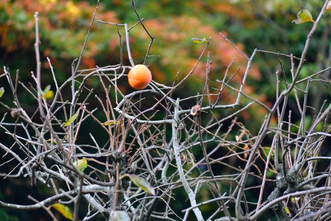 DSC_3924-2.jpg