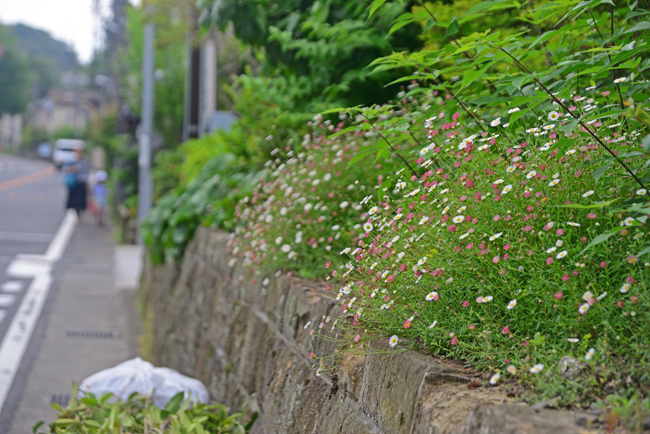 DSC_4084-2.jpg