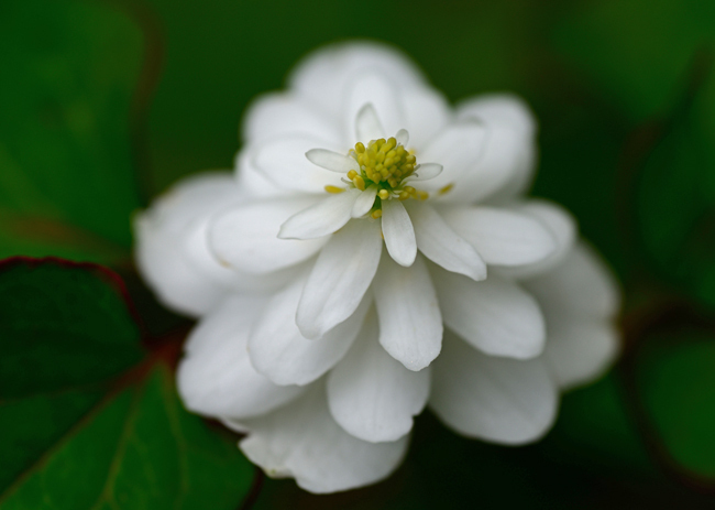 DSC_4236-2.jpg
