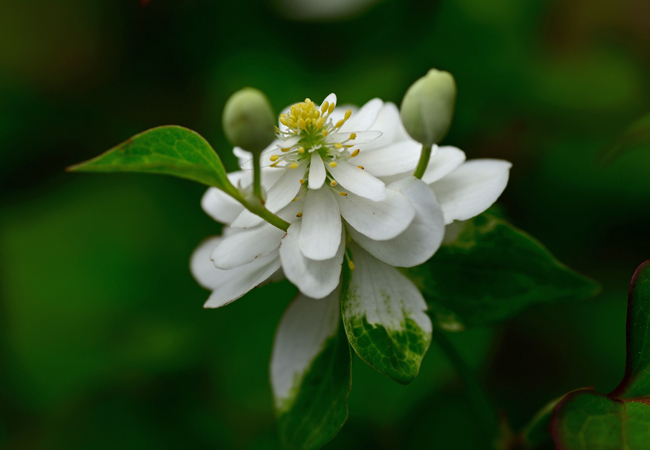 DSC_4238-2.jpg