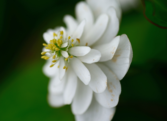 DSC_4239-2.jpg